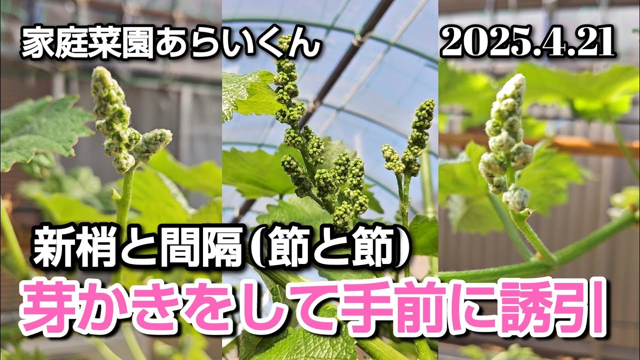 【シャインマスカット、巨峰】第１７７回、芽かきで管理しやすい栽培環境を作る【ぶどう多種類】