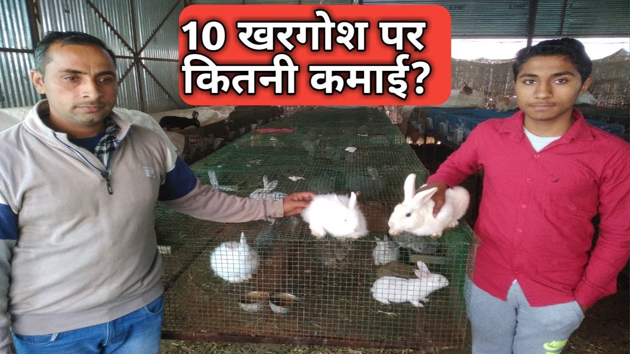 1 यूनिट खरगोश पर कितनी कमाई होगी ? । How to follow rabbit । kisan farming
