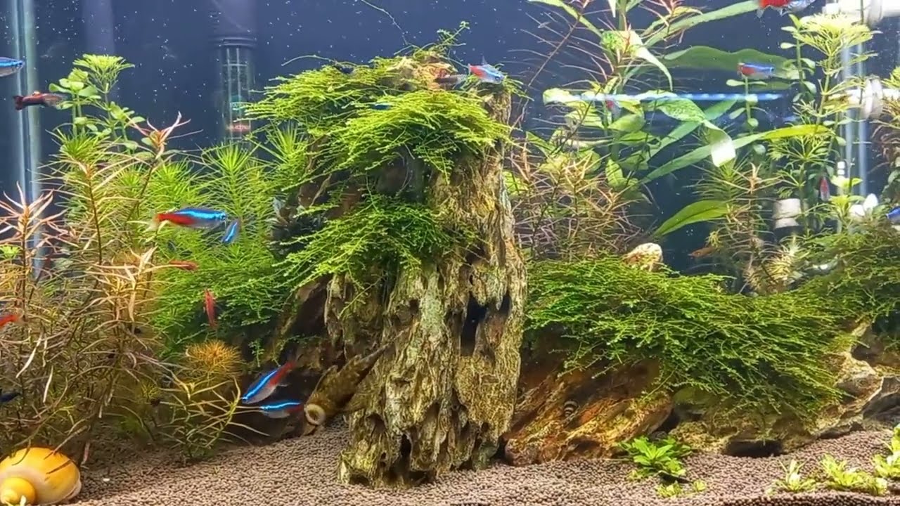 Аквариум на CO2! Альманах Глава шестая!