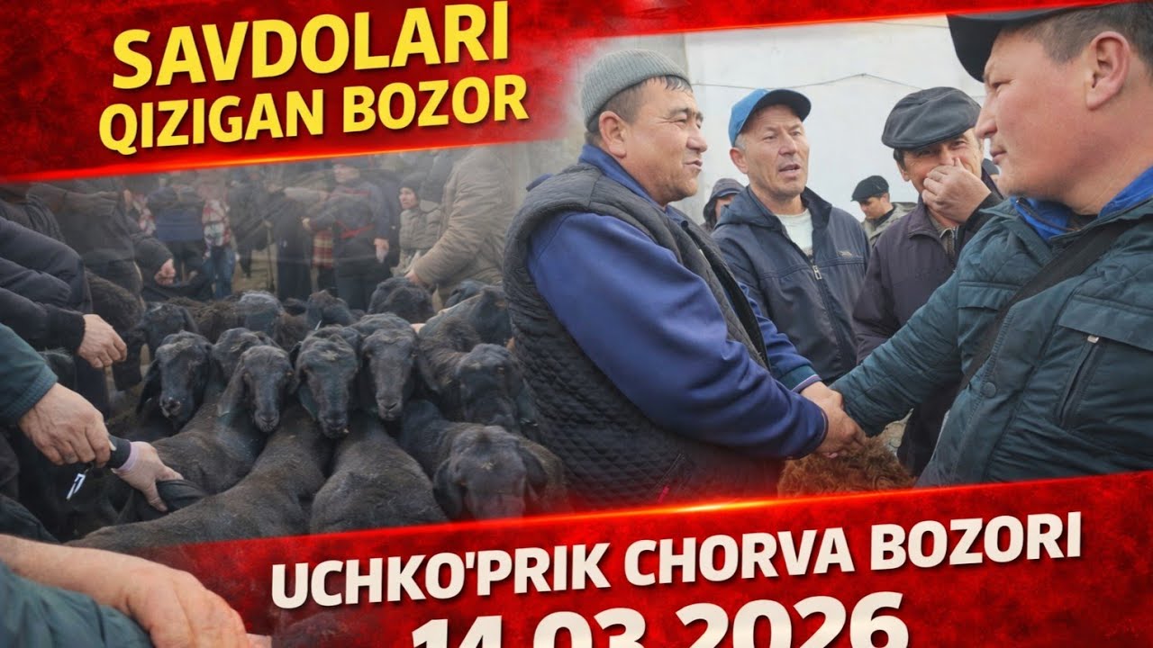 SAVDOLARI QIZIGAN BOZOR UCHKOʻPRIK CHORVA BOZORI 