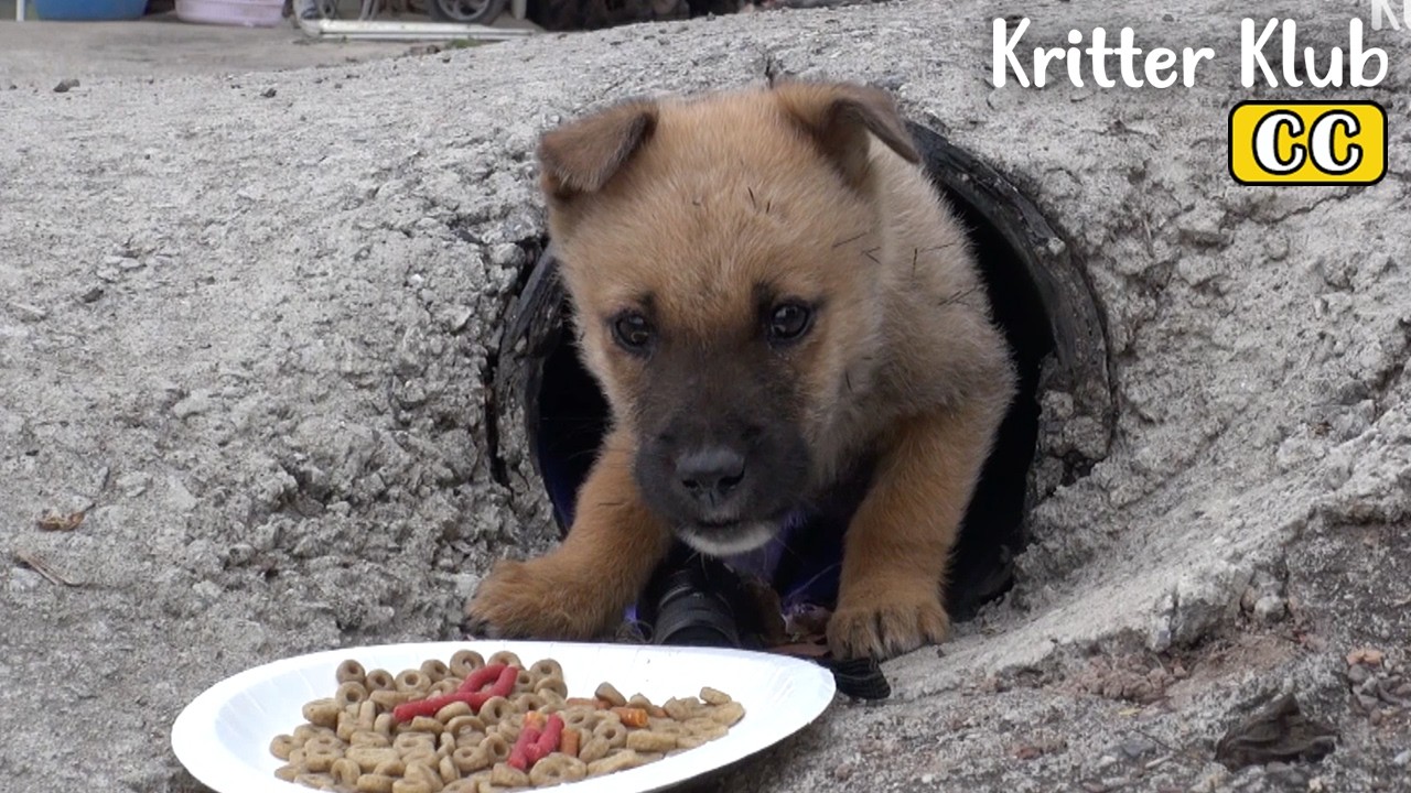 Rescuing A Dog In A Sewer That Is Wary Of People I Kritter Klub