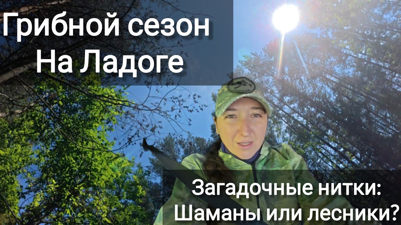 прогулка в лесу грибы в Ленинградской области, загадочные нитки #деревня  #рыбалка #грибы #волхов 