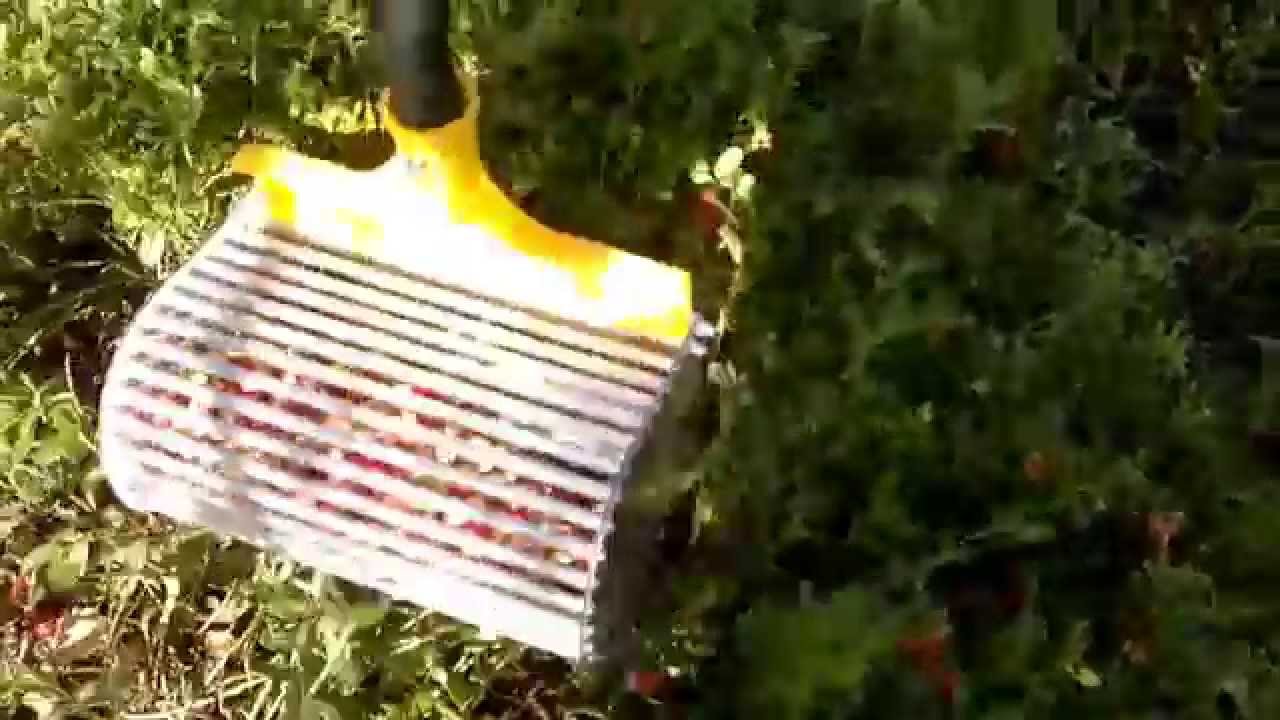 berry picking rake