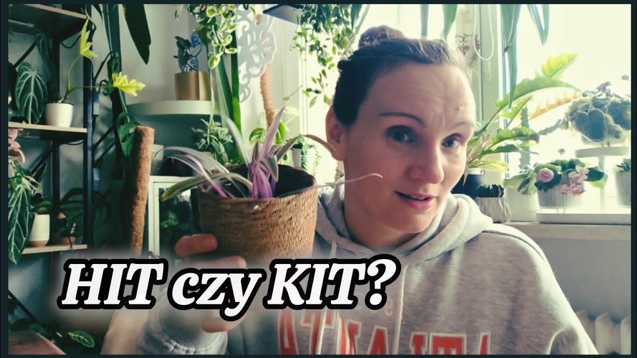 Tanie rośliny z marketu – HIT czy kit? + moje najnowsze zdobycze