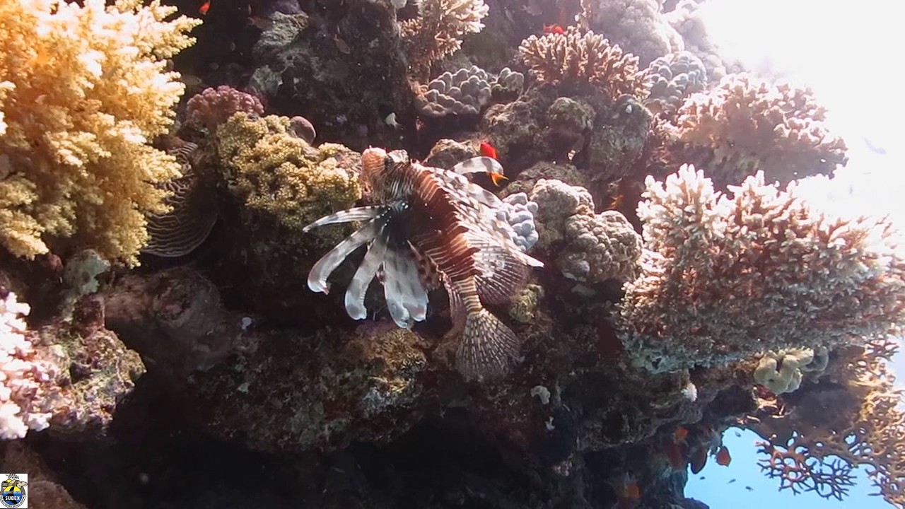 Hausriff SUBEX Sharm el Sheikh - Umm Marikha Bay
