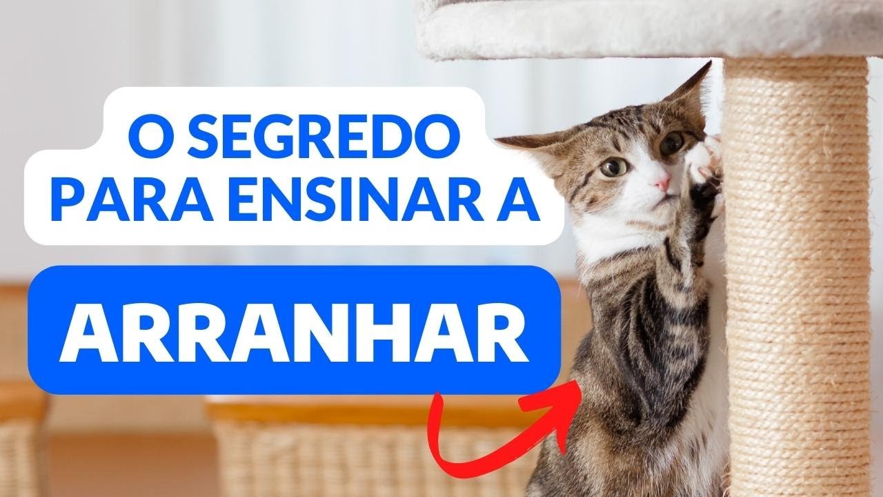 COMO ENSINAR O GATO A USAR O ARRANHADOR? - DICAS PARA O GATO PARAR DE ARRANHAR OS MÓVEIS