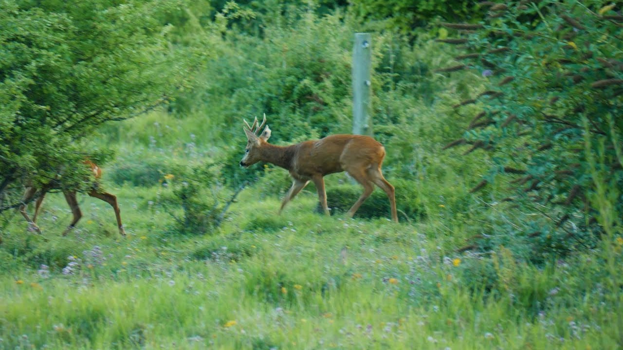 Male roe deer chases female roe deer during the rut