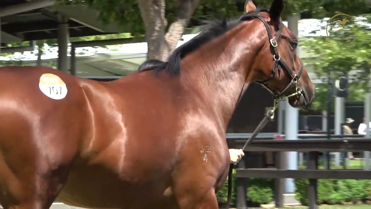 2026 Inglis Classic Alabama Express x Centrefire Filly