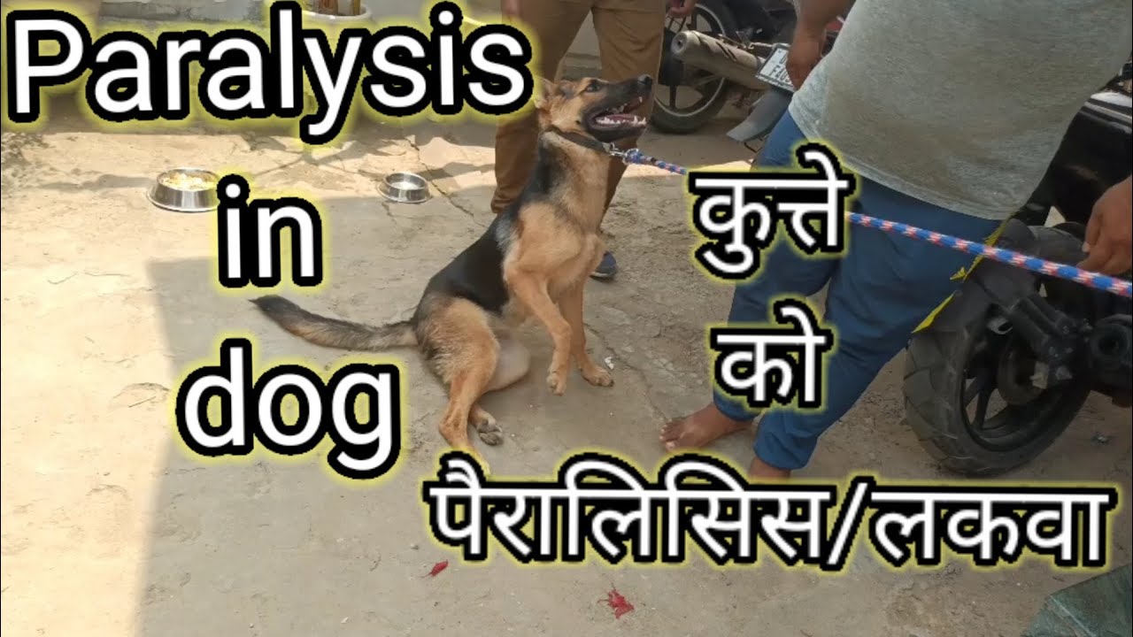 paralysis in dog| पक्षाघात|कुत्ते  को लकवा मार दिया है क्या इलाज करें|@DrAlokVetClub