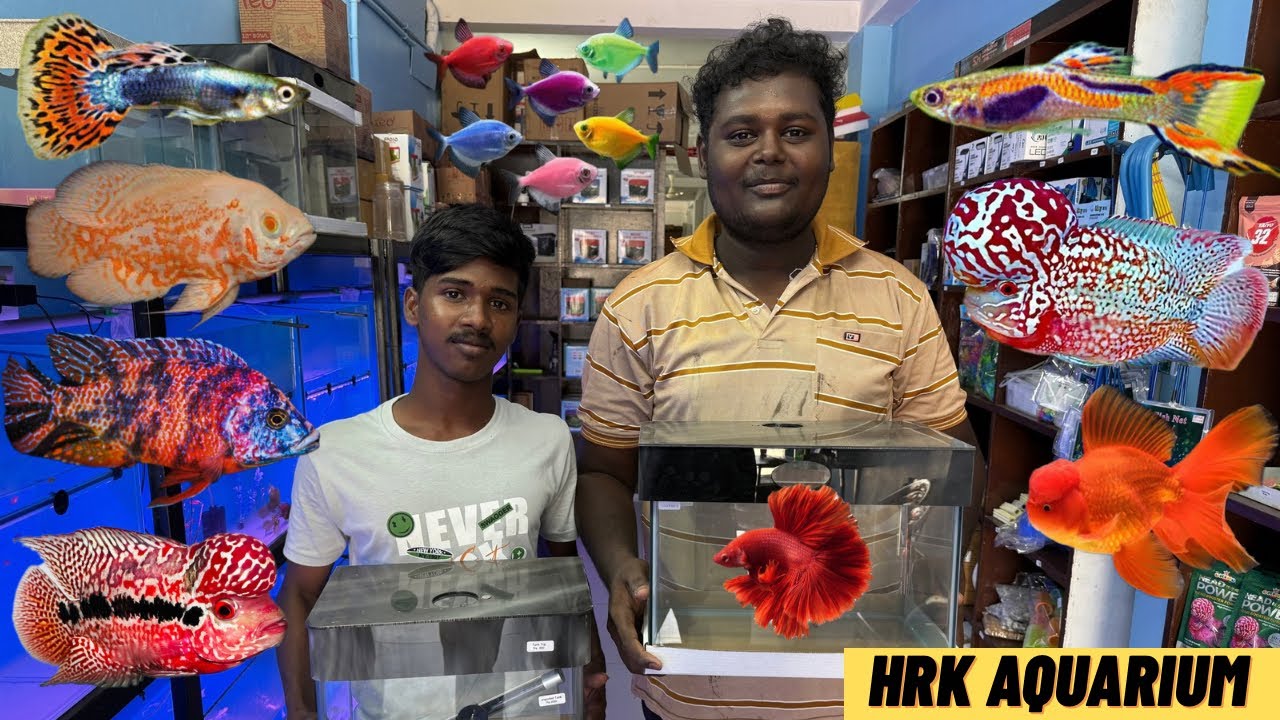 Flowerhorn from 499rs | secret grooming section | hrk aquarium 