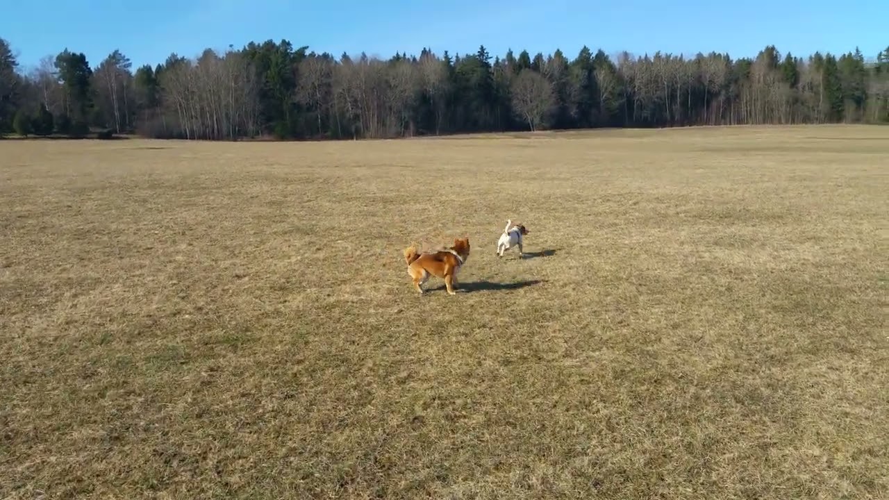 Lisko Shiba