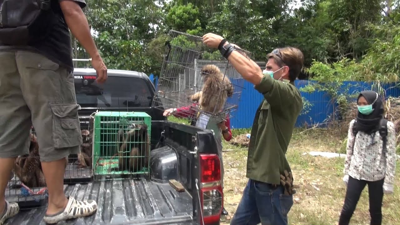 LES SURVIVANTS DE LA DÉFORESTATION [Deforestation survivors in Borneo]