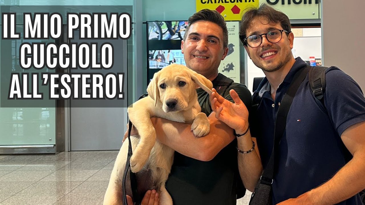 Ho dato il mio primo cucciolo labrador all'ESTERO! - il viaggio di IOLE per una famiglia in SPAGNA