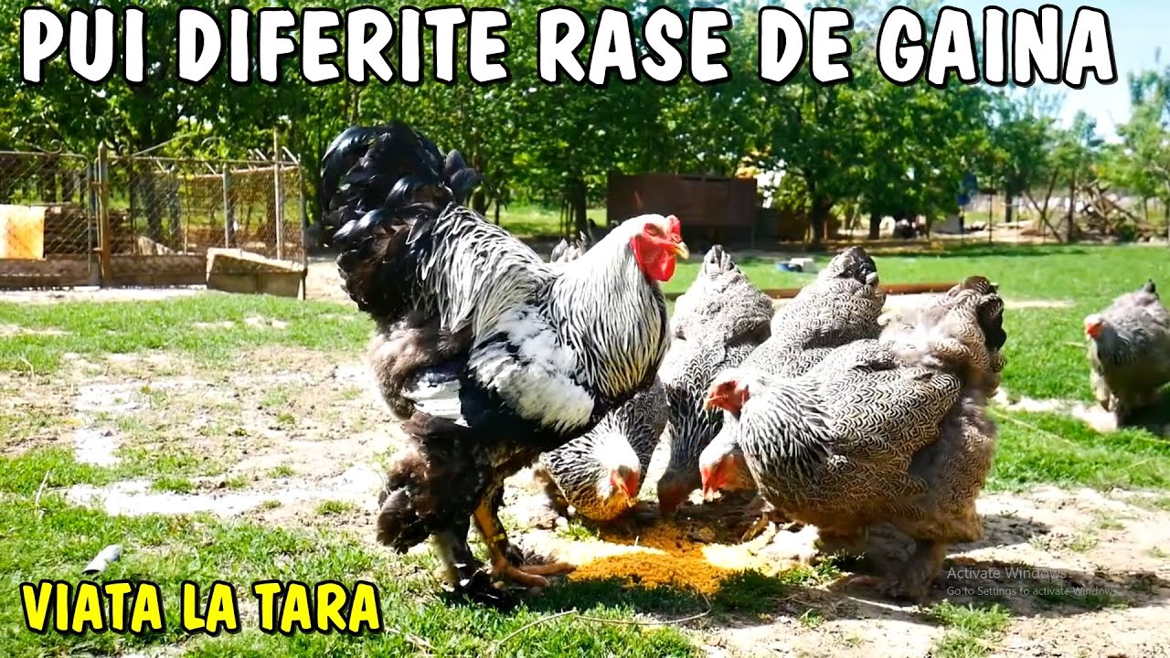 Viața la țară - Pui de găină diferite rase acasă la Laurențiu Ignea din Timiș
