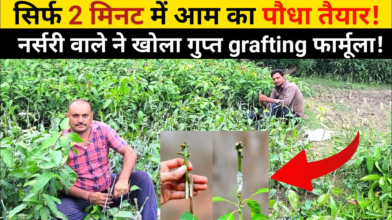 सिर्फ 2 मिनट में आम का पौधा तैयार! नर्सरी वाले ने खोला गुप्त grafting फार्मूला!