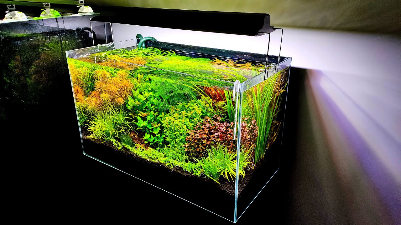 Десять советов, как избежать прорастания водорослей в аквариумах