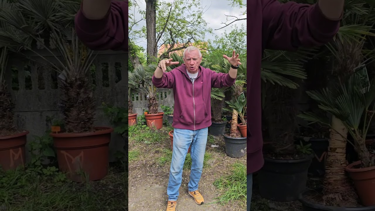 Trachycarpus wagnerianus. Najlepsza palma do polskiego ogrodu