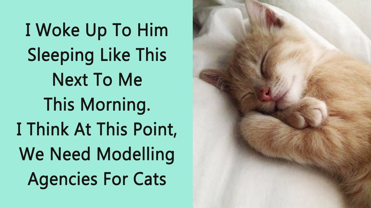 50 Of The Funniest “I Woke Up To This” Moments Pet Owners Never Saw Coming