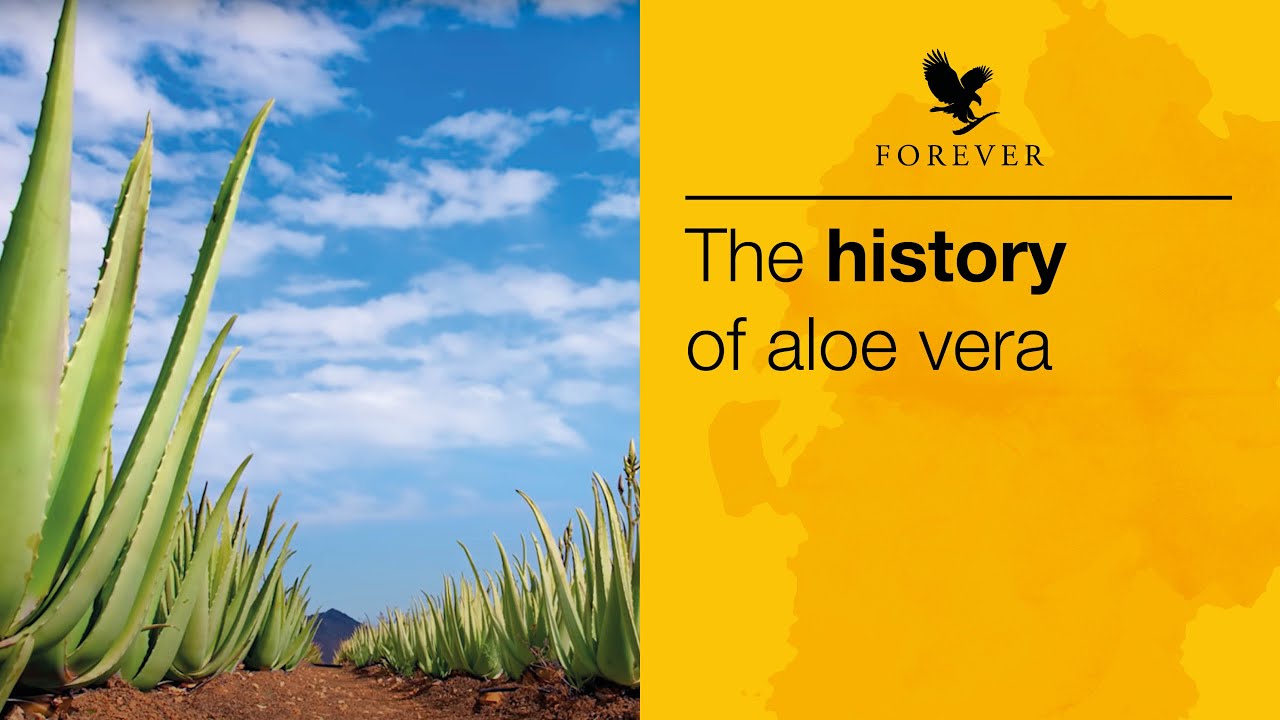 История алоэ вера | Forever Living UK & Ireland
