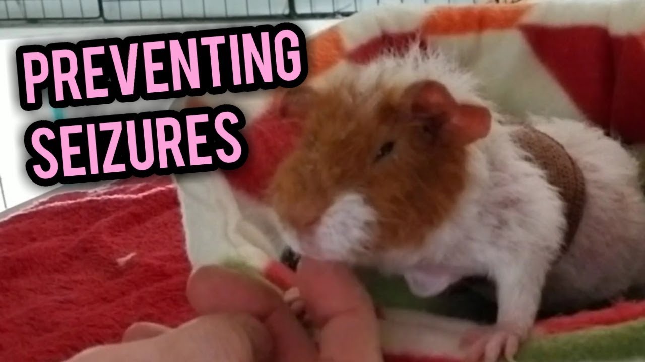 Scotty's Animals Nails | Preventing Seizures in Guinea Pigs with Mange. |