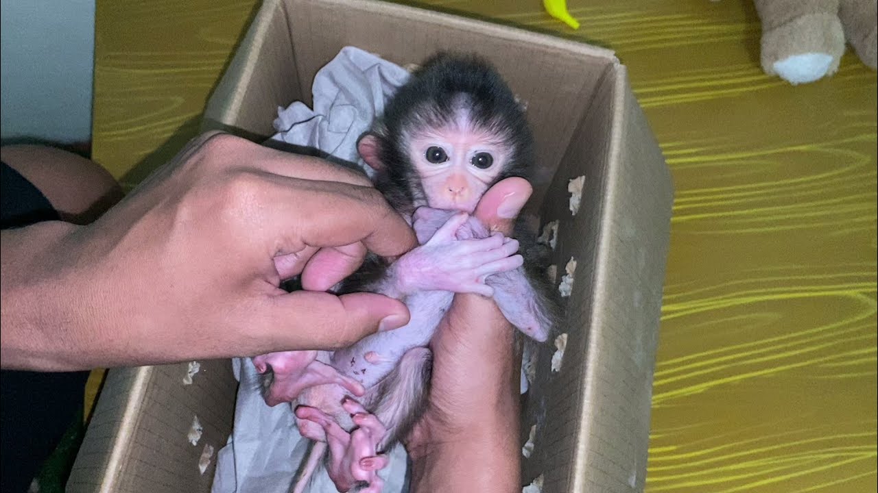 RESCUE NEWBORN BABY MONKEY TYPE OF PIG TAIL TO BE SOLD BY FARMERS