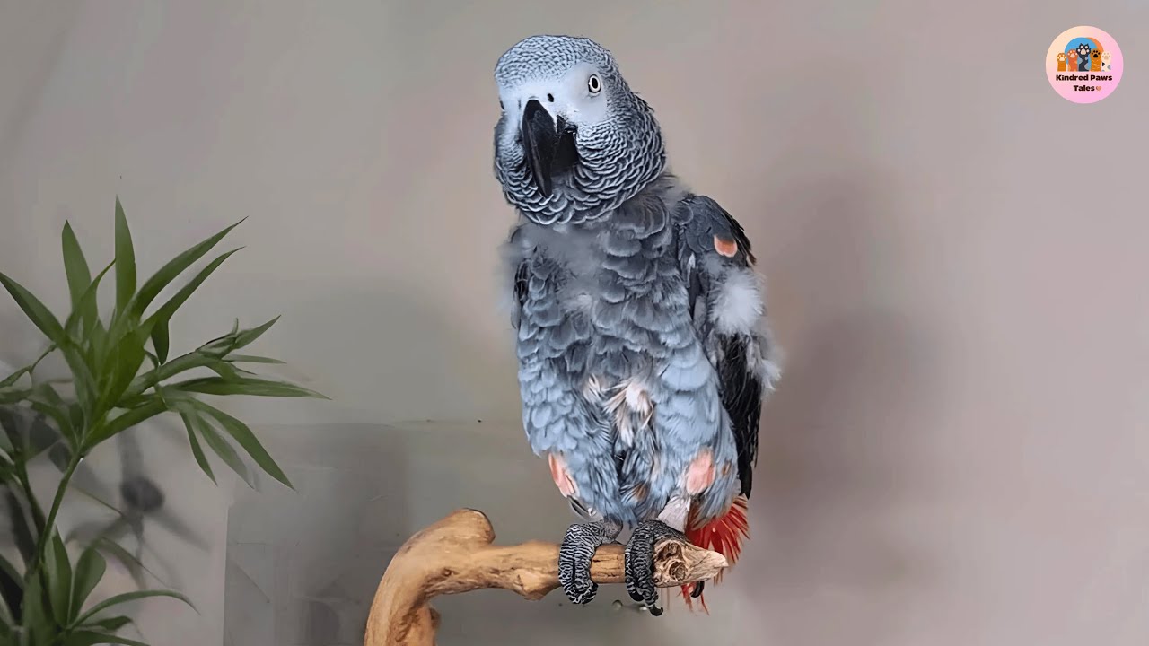 She Knows 8000 Words! Cosmo the Talking African Grey Will Leave You Speechless
