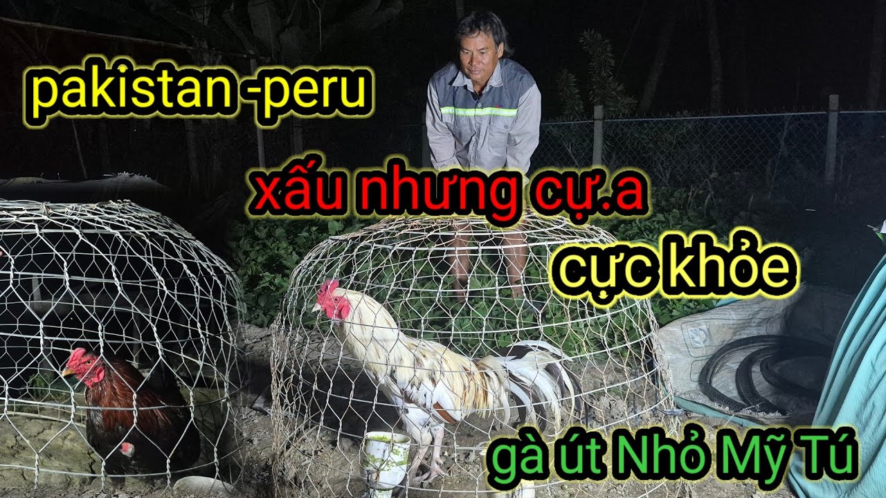 Dòng Pakistan peru xấu nhưng cự.a dữ khỏe mạnh và cách ae ở miền tây muốn có được gà 