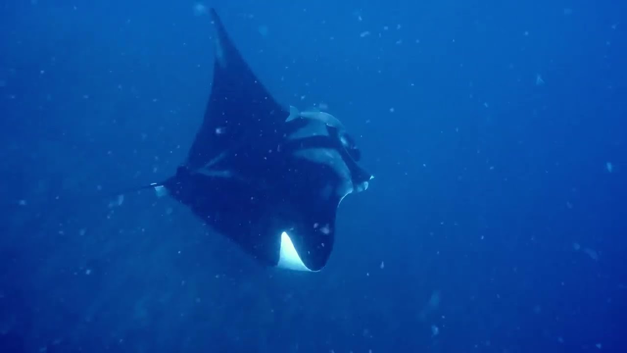 Manta Rays at Little Barrier