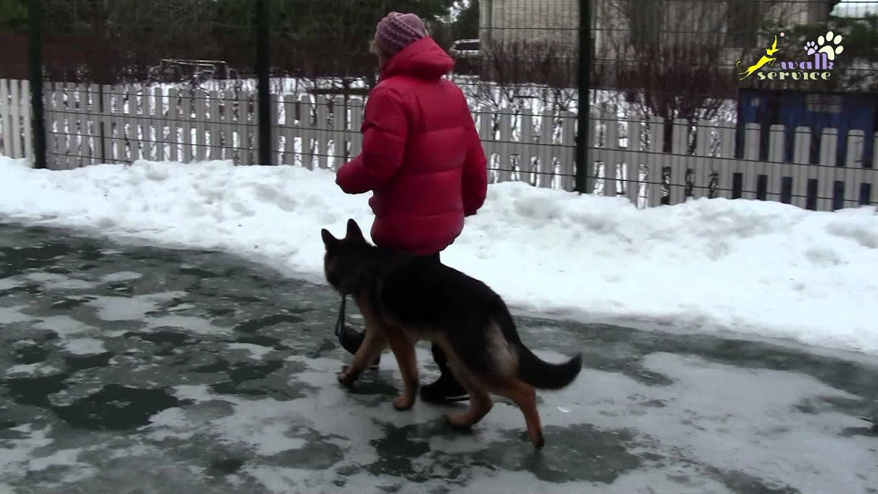 Дрессировка щенка овчарки, движение рядом, используем кликер