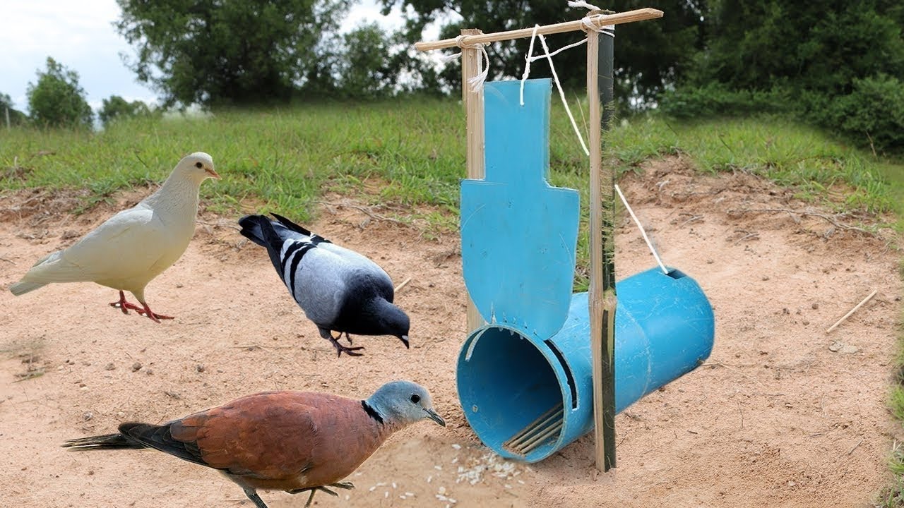 Create bird trap using pipe catch big cuckoo in the hill