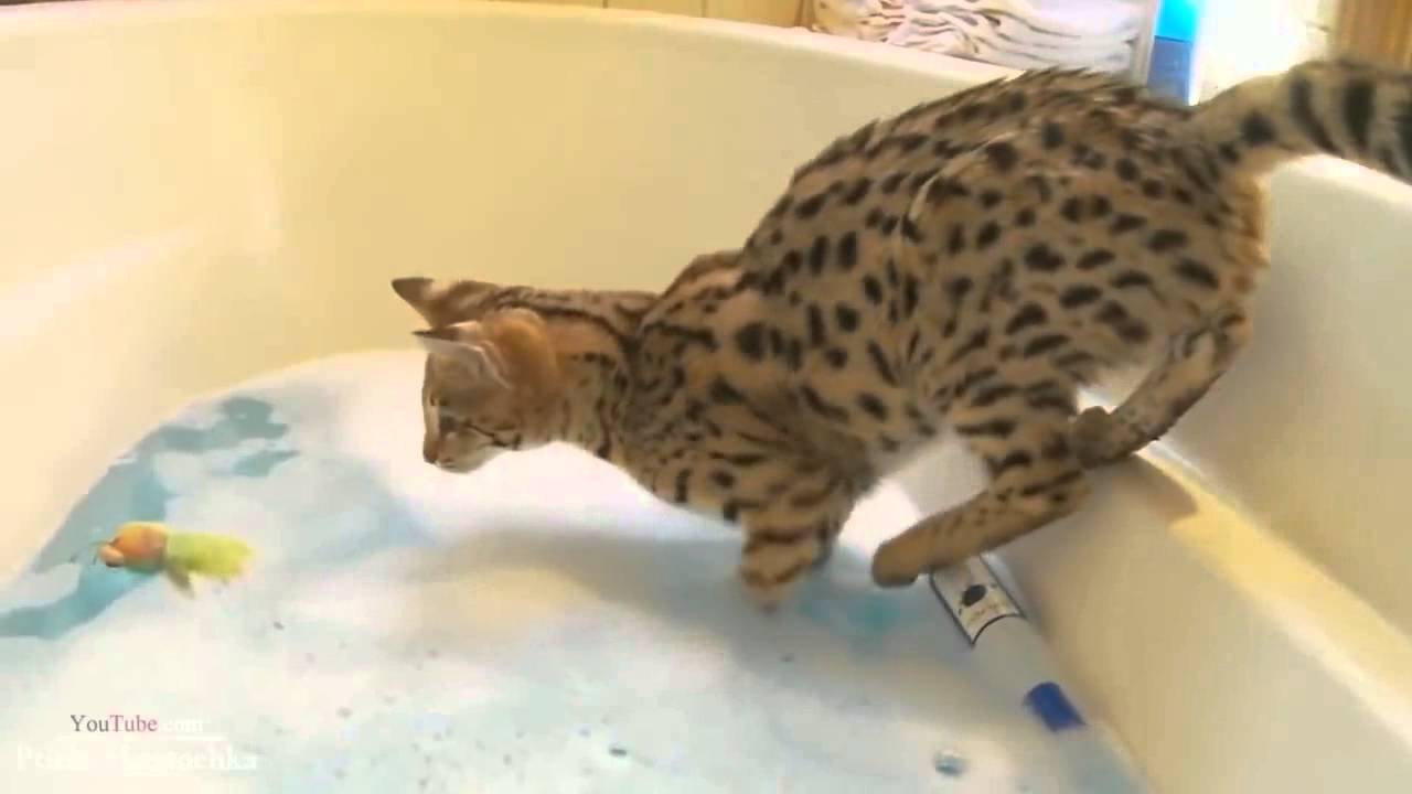 Funny Cats Compilation   December 2013