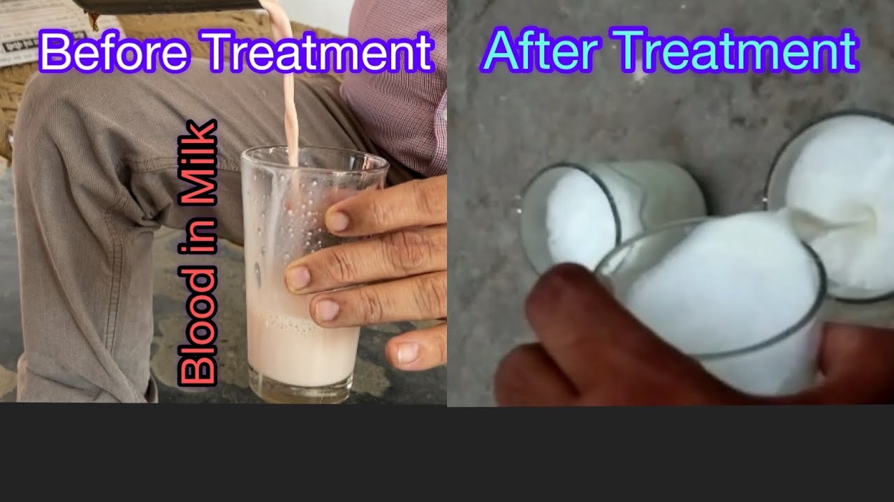 Blood in Milk | दूध में खून का आना। गुलाबी दूध। लक्षण व उपचार।Dr.Umar Khan