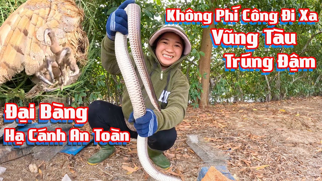 Con Rắn Khủng To Bằng Cổ Tay , Không Phí Công Đi Xa Để Bắt Rắn # Cò Sang Săn Bắt # Tập 16