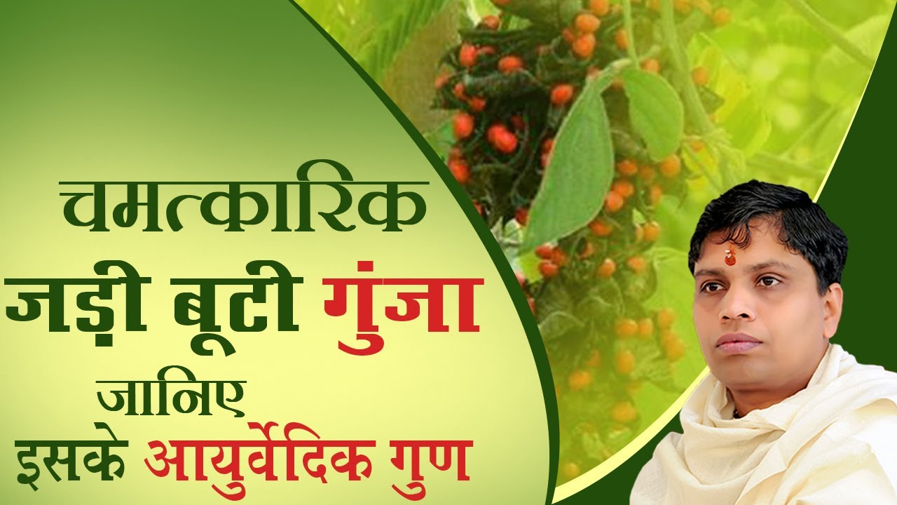 चमत्कारिक जड़ी बूटी गुंजा (Abrus precatorius Linn) जानिए इसके आयुर्वेदिक गुण | Acharya Balkrishna