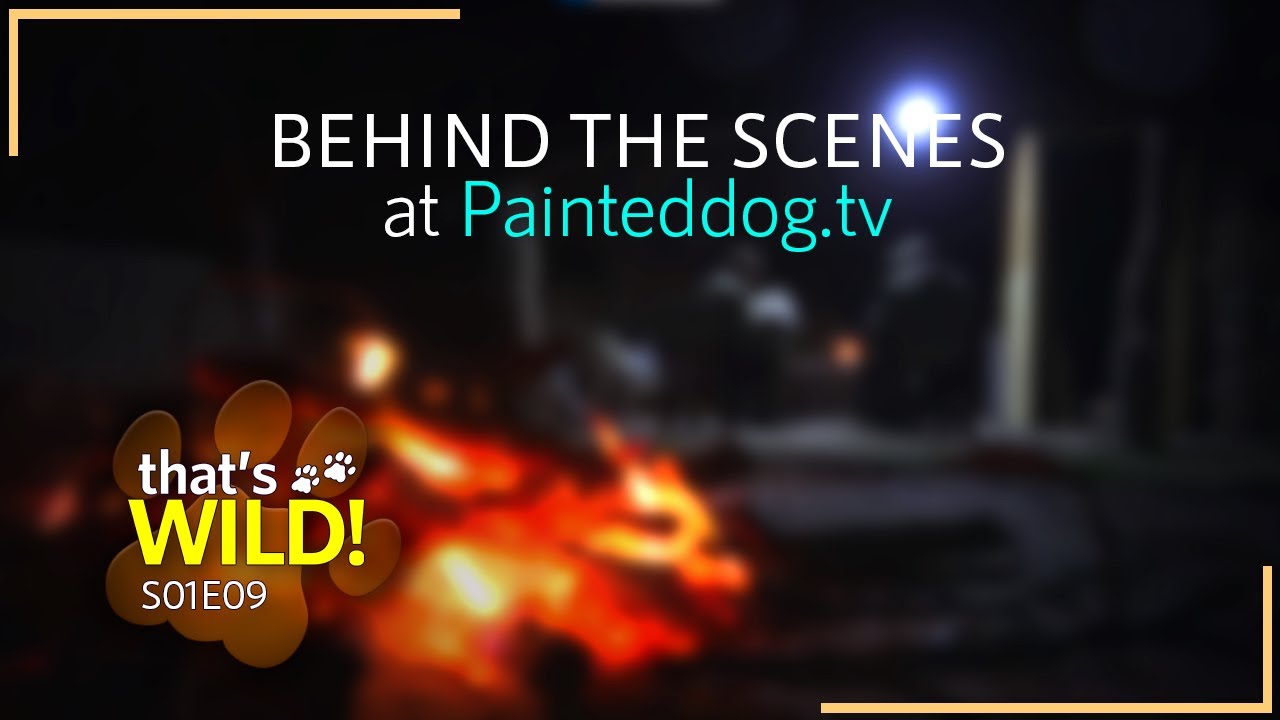 that's WILD! | Behind the Scenes at Painteddog.tv | S1EP9