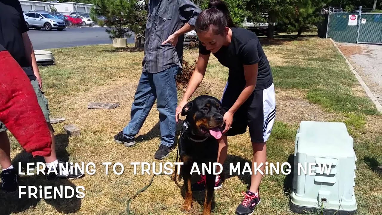 2-Year Old Rottweiler 