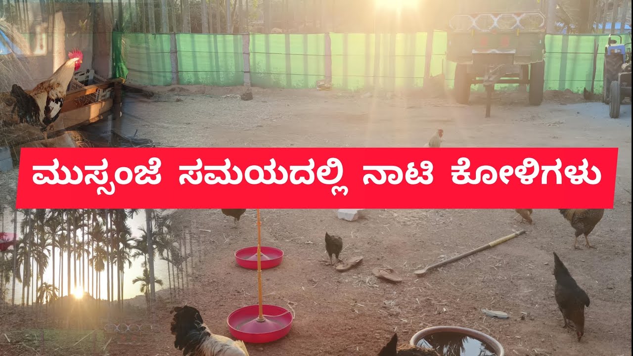 ಮುಸ್ಸಂಜೆ ವೇಳೆಯಲ್ಲಿ ನಾಟಿ ಕೋಳಿಗಳು || Nati Koli Form 