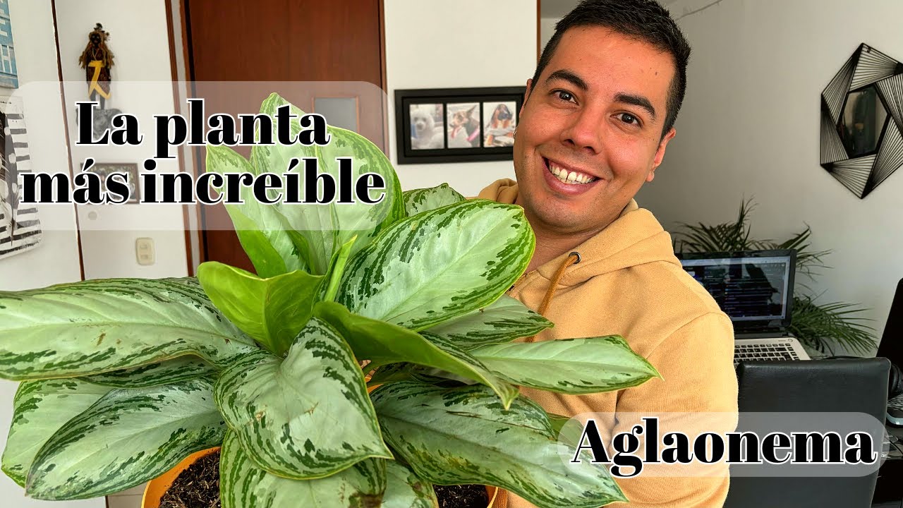 Cómo CUIDAR una AGLAONEMA - CUIDADOS BÁSICOS como PLANTA DE INTERIOR