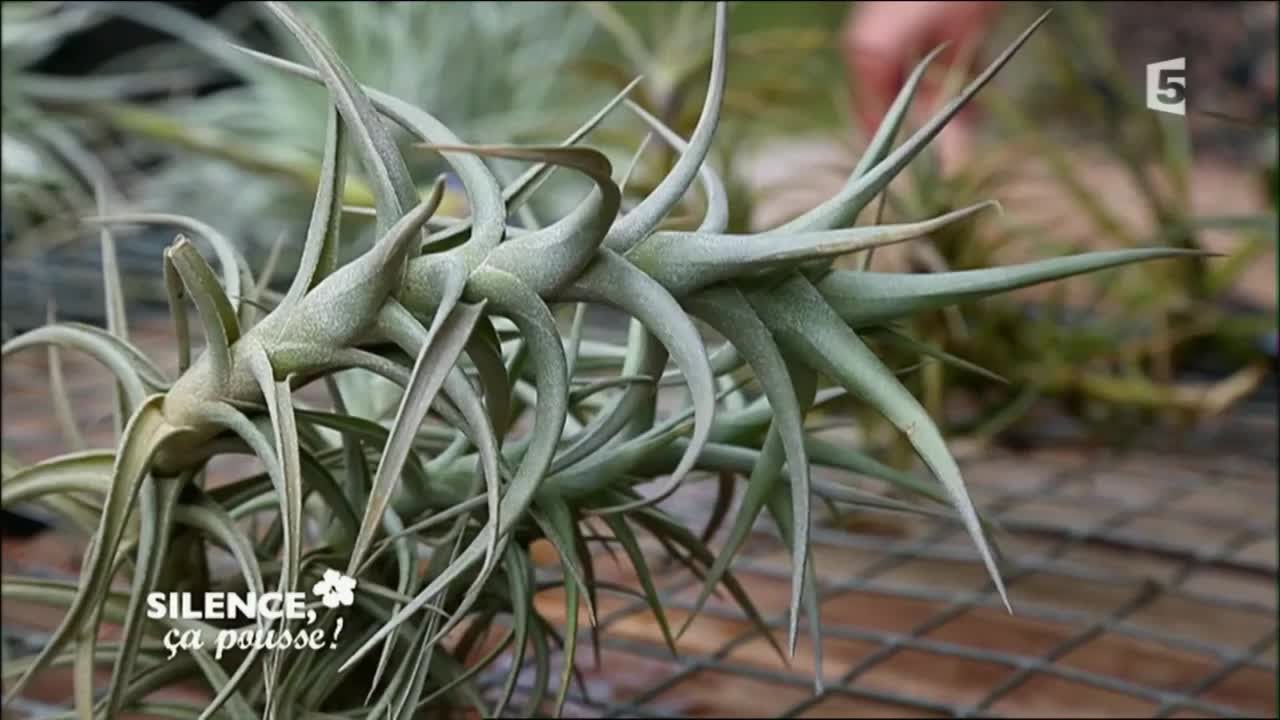 Les tillandsias en extérieur - Silence, ça pousse !