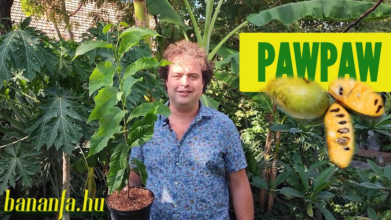 Miért szeretjük az Asimina triloba-t, az indián banánt, azaz a pawpaw-t?