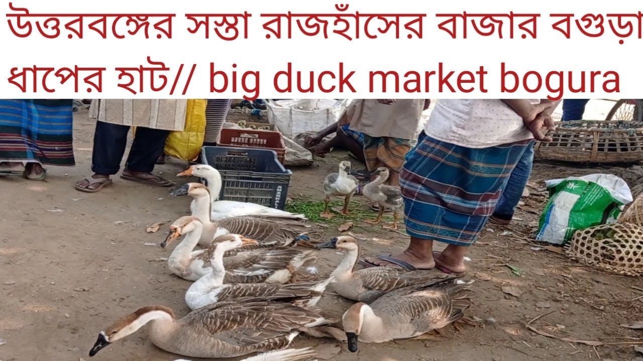 উত্তরবঙ্গের সস্তা রাজহাঁসের বাজার বগুড়া ধাপের হাট// big duck market bogura