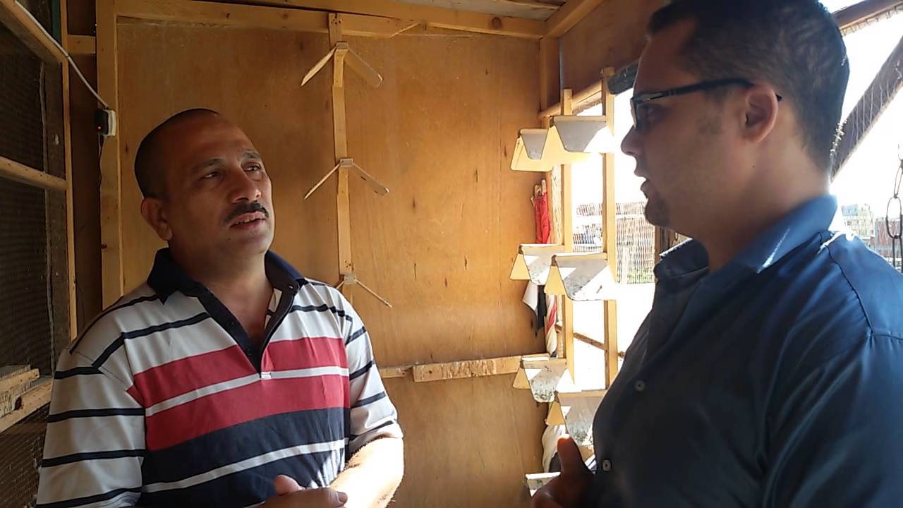 لقاءات الحاج سيد عبد العاطى ( سباقات الزاجل من الالف لليــــــــــــاء) 2