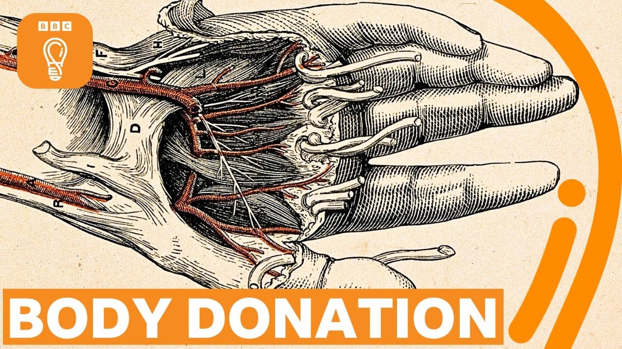 Would you donate your body to science? | BBC Ideas