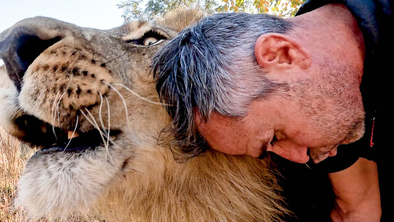 How to Take a LION to the Vet | The Lion Whisperer