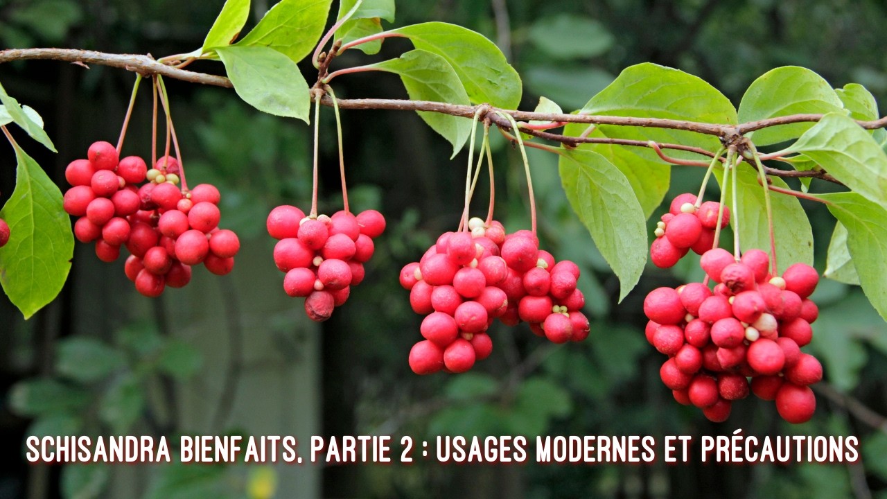 Schisandra bienfaits, partie 2 : usages modernes et précautions