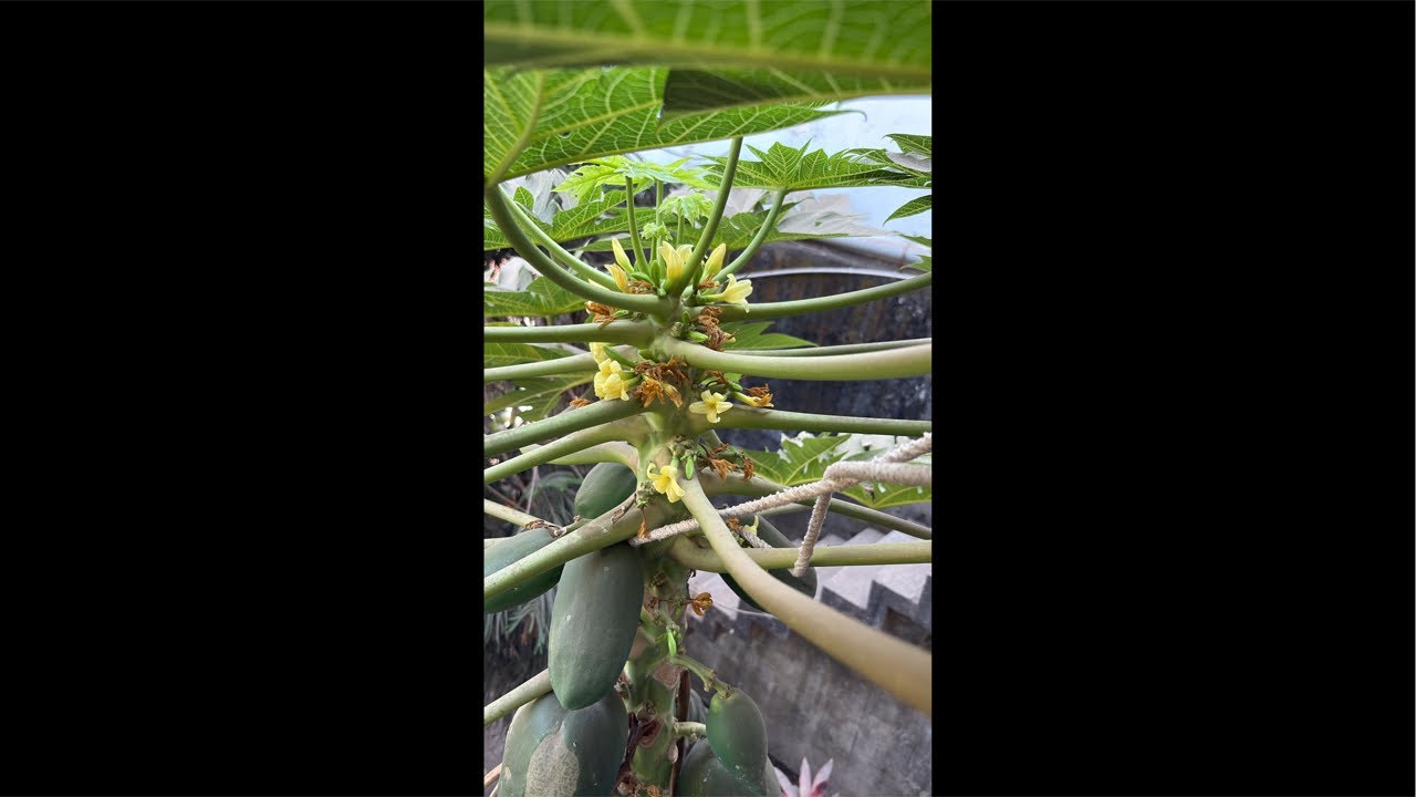 🌿 Papita Plant Care & Fertilizer Tips#sarita’s garden#viral#homegarden #livestream