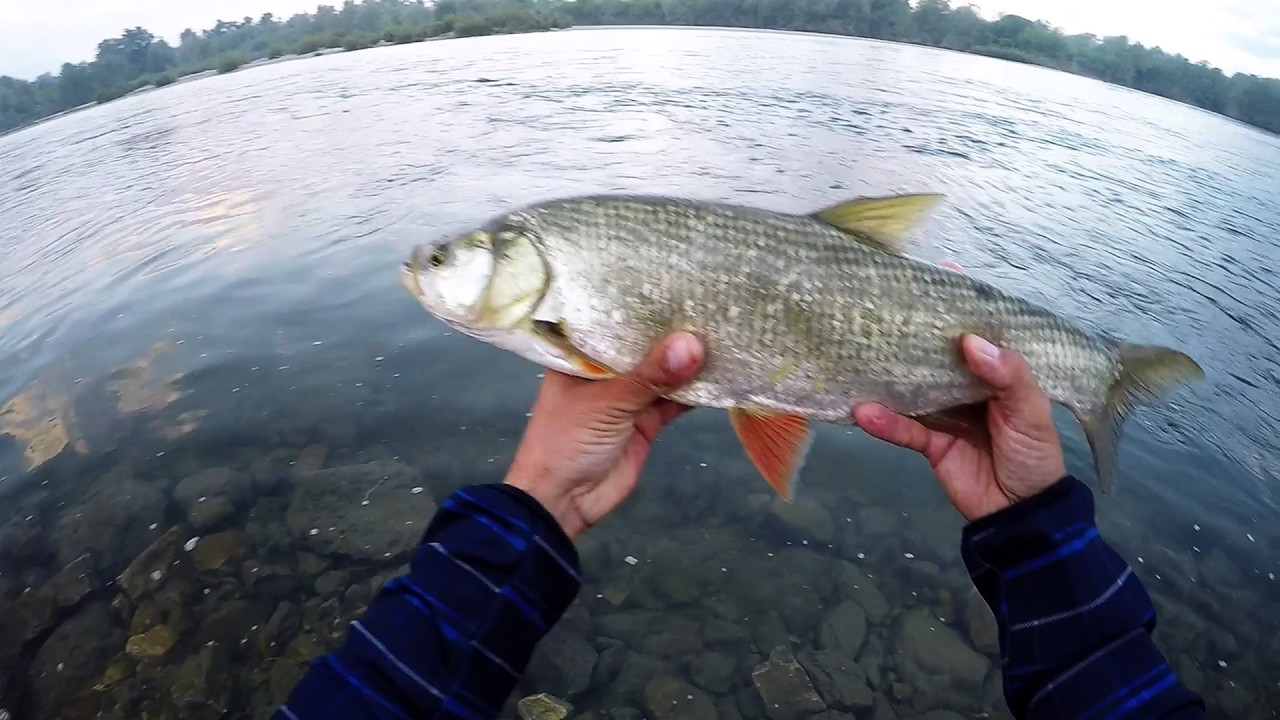 Sava river chub and asp fishing on light lures