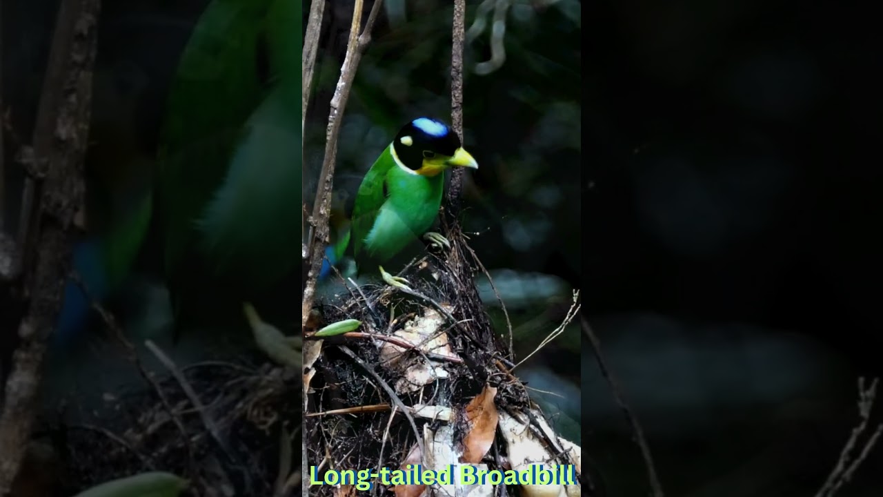 Long-tailed Broadbill Sounds | Tropical Rainforest Calm & Bird Call Ambience