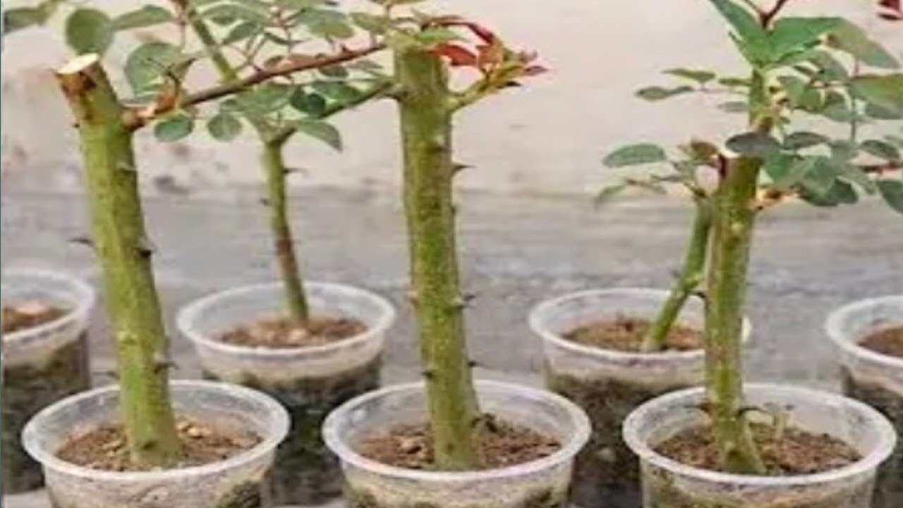 গোলাপ এর চারা তৈরি করতে মাত্র ৪দিন লাগবে! (How to grow rose plant only for 4days)