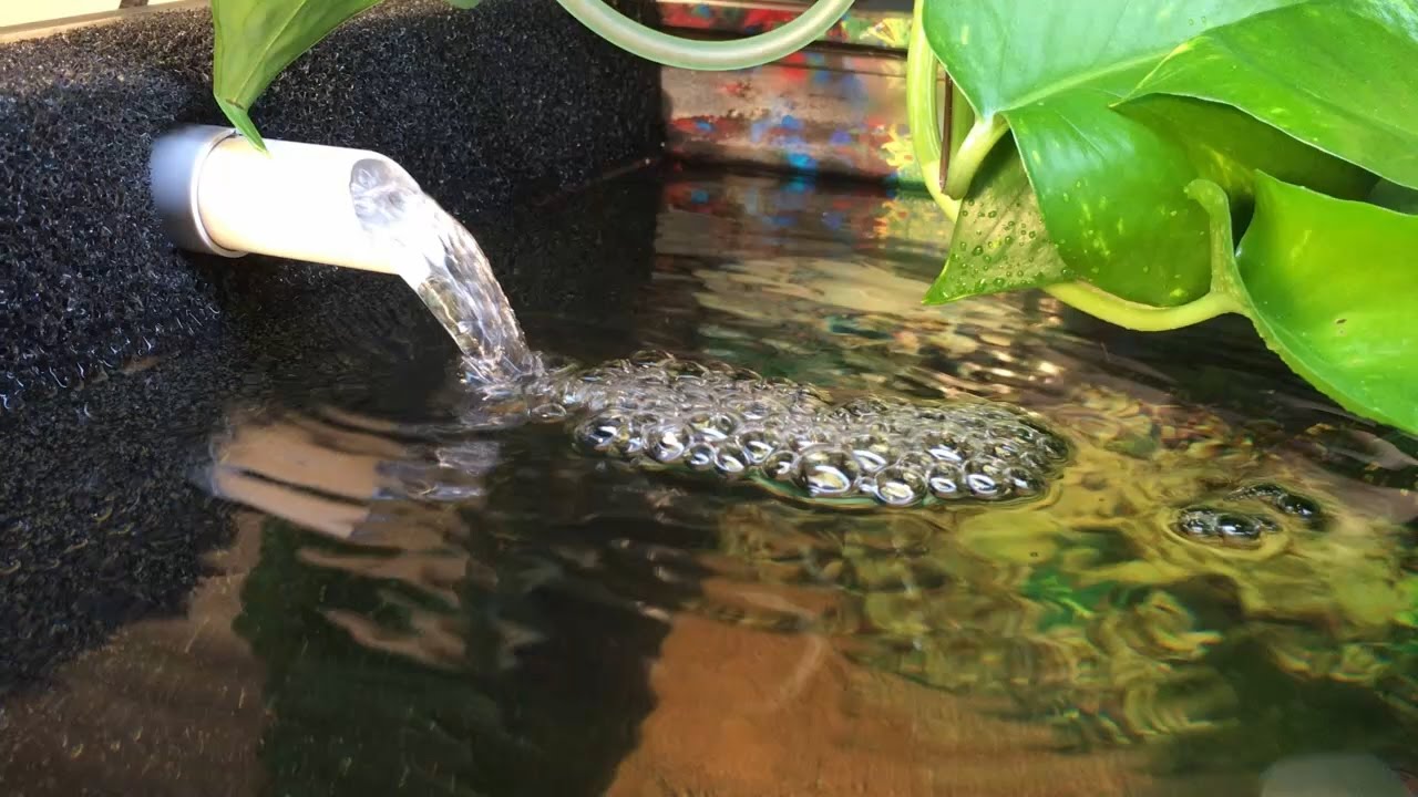 Hamburger Mattenfilter & Axolotl Tank Setup